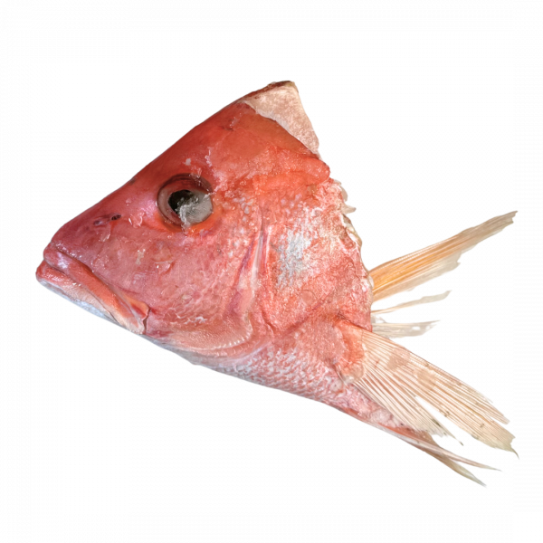 KEPALA KAKAP MERAH 1000 UP FROZEN